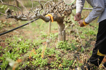 mulberry plant tree growing in farm