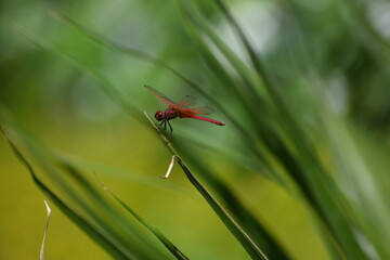 red dragonfly on a green leaf