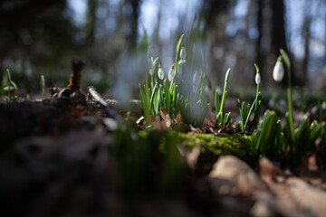 Feather spring flowers blossomed in the forest