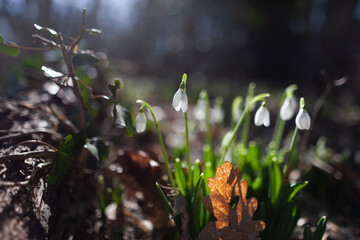 Feather spring flowers blossomed in the forest