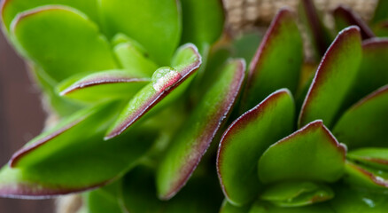 succulent plant, close-up. macro photo © Hatice