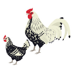 Hamburg Breed of chickens Vector illustration Isolated object