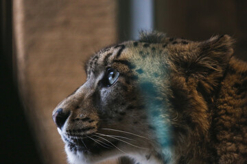 ユキヒョウ