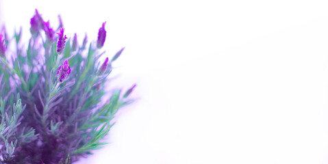 delicate bouquet of lavender on a blurred background, white background, postcard