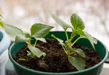 Seedling Impatiens, young plant of Impatiens flower in a pot on a windowsill. Impatiens balsamina, balsam
