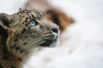 ユキヒョウ