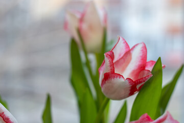 White pink flower tulips on a blurred background. Group of colorful tulips.Tulips close up. Bright colorful tulips photo backgro