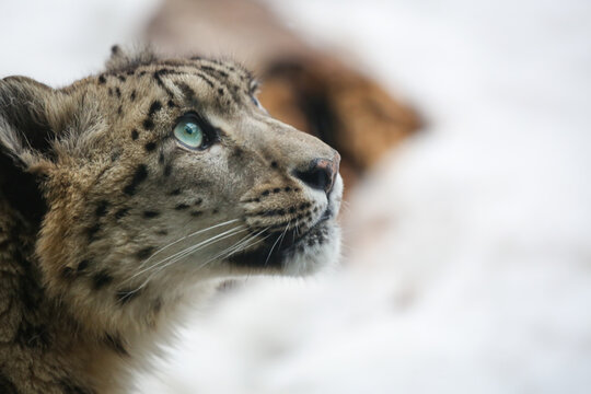 ユキヒョウ Images Browse 961 Stock Photos Vectors And Video Adobe Stock