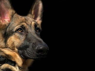 german shepherd dog