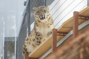 ユキヒョウ