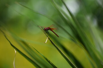 dragonfly resting on a leaf