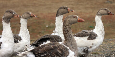 A flock of beautiful gray and white domestic geese