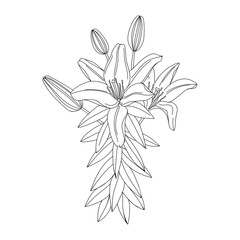 Lily flower illustration. Modern botanical drawing for pattern, logo, template, banner, posters, invitation and greeting card design. Black lily outline. Summer flower design.