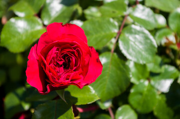 Colorful lovely rose flower close-up, early spring on a warm sunny day, bright beautiful background.