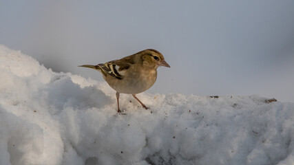 bird, natur, spatz, wild lebende tiere, schnee, tier, winter, 