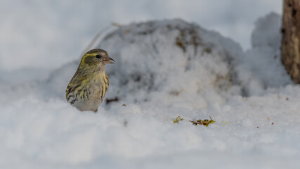 bird, natur, schnee, wild lebende tiere, winter, tier,