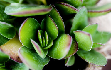 Fototapeta premium succulent plant, close-up. macro photo