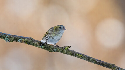 Erlenzeisig, gelb, ast, natur, wild lebende tiere, baum, wild, tier, singvogel