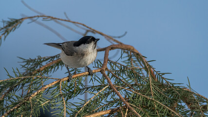 bird, natur, wild lebende tiere, tier, bachstelze, wild, bird