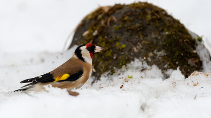 bird, winter, natur, schnee, wild lebende tiere, tier, ast, wild, kohlmeise, baum,