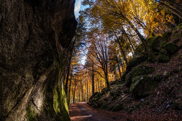 autumn in the forest