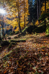 autumn in the forest