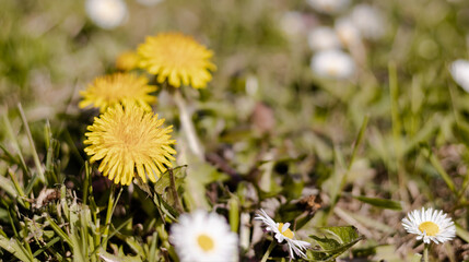 Flawers  © Rudbi Alonso