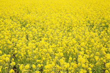 一面黄色の菜の花畑。黄色、春,故郷イメージ