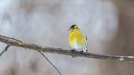 Erlenzeisig, gelb, ast, natur, wild lebende tiere, baum, wild, tier, singvogel
