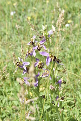 Wild Orchid plant in the grass