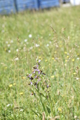 Wild Orchid plant in the grass