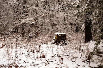 An old wooden stump in the forrest has a covering of snow as does all the landscape in Missouri on this cold winter day. Slight bokeh effect.