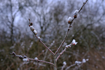 Ein Zweig mit Weidenkätzchen