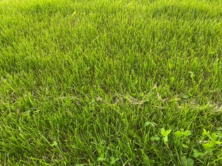 green grass background