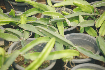 dragon fruit pitaya or pitahaya plant growing in pot