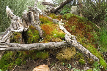 View of a dead tree trunk covered with moss and lichens in the forest