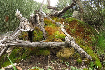View of a dead tree trunk covered with moss and lichens in the forest