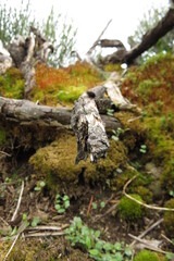 View of a dead tree trunk covered with moss and lichens in the forest