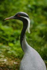 Black stork-beautiful big bird on a green background
