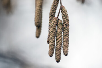 buds on a branch, nacka, sverige,sweden,stockholm