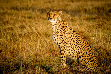 cheetah in serengeti