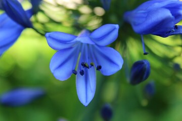 Flowers in Kirstenbosh botanical garden, Cape Town, South Africa