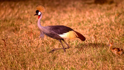 Grey crowned crane with colt