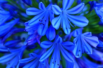 Flowers in Kirstenbosh botanical garden, Cape Town, South Africa