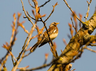 The fieldfare (Turdus pilaris) on a branch.