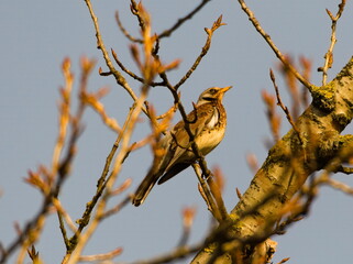 The fieldfare (Turdus pilaris) on a branch.