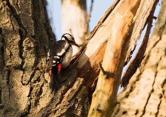 The great spotted woodpecker (Dendrocopos major) looking for an insects