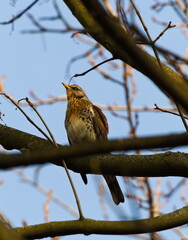 The fieldfare (Turdus pilaris) on a branch.