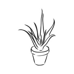 Sansevieria trifasciata hand drawn vector outline doodle icon. Decorative potted house plant sketch illustration for print, web, mobile and infographics isolated on white background.