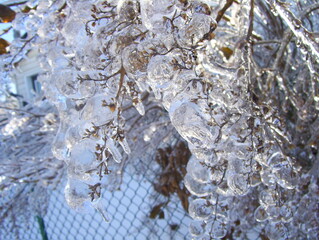 Ice Tree